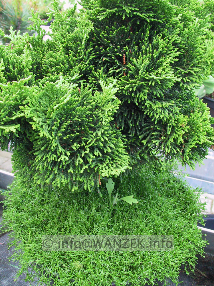 Chamaecyparis obtusa Nana Gracilis 02.JPG